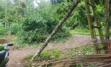 Dijual Kebun Pepaya California luas 2200 m2 isi 320 pohon segera panen