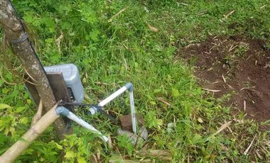 Dijual Kebun Pepaya California luas 2200 m2 isi 320 pohon segera panen