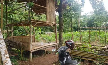 Dijual Kebun Pepaya California luas 2200 m2 isi 320 pohon segera panen