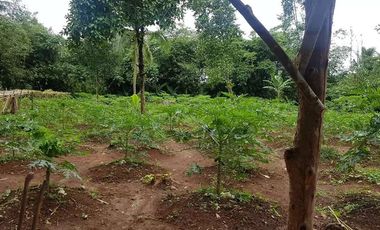 Dijual Kebun Pepaya California luas 2200 m2 isi 320 pohon segera panen