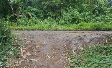 Dijual Kebun Pepaya California luas 2200 m2 isi 320 pohon segera panen