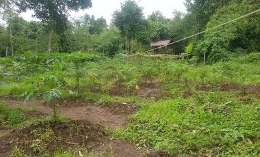 Dijual Kebun Pepaya California luas 2200 m2 isi 320 pohon segera panen