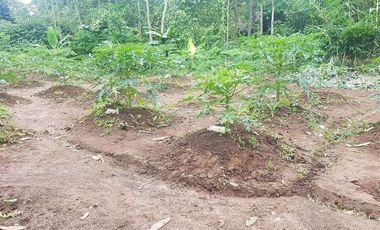 Dijual Kebun Pepaya California luas 2200 m2 isi 320 pohon segera panen