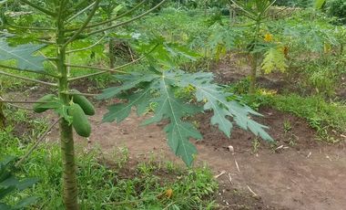 Dijual Kebun Pepaya California luas 2200 m2 isi 320 pohon segera panen