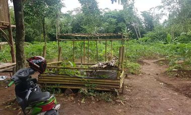 Dijual Kebun Pepaya California luas 2200 m2 isi 320 pohon segera panen