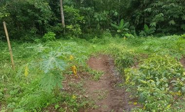 Dijual Kebun Pepaya California luas 2200 m2 isi 320 pohon segera panen