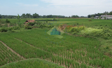 Jual Tanah di Padasuka, Warunggunung, Lebak - Banten