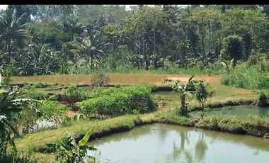 Tanah kebun durian,kandang sapi, kolam ikan Purwanegara Banjarnegarag