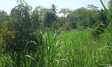 Tanah kebun durian,kandang sapi, kolam ikan Purwanegara Banjarnegarag