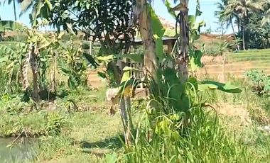 Tanah kebun durian,kandang sapi, kolam ikan Purwanegara Banjarnegarag