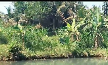 Tanah kebun durian,kandang sapi, kolam ikan Purwanegara Banjarnegarag