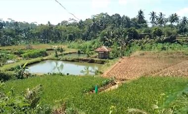 Tanah kebun durian,kandang sapi, kolam ikan Purwanegara Banjarnegarag
