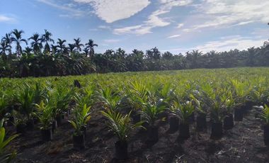 Dijual Tanah 13.025 m2 di Jl. Lintas Timur Sumatra