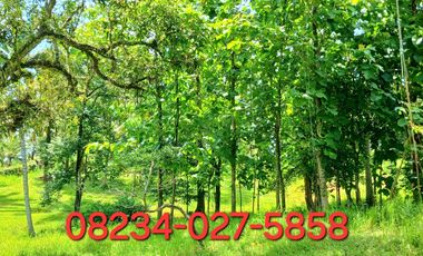 Disewakan tanah 2500 m2 dkt pantai Bonian Selemadeg Tabanan Bali