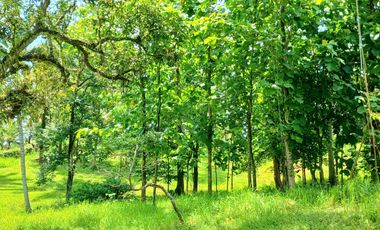 Disewakan tanah 2500 m2 dkt pantai Bonian Selemadeg Tabanan Bali