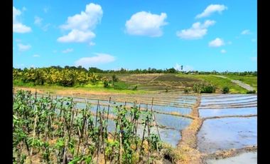 Tanah 45 Are View Sawah Di Tibu Biyu Dkt Pantai Pasut Tabanan Bali