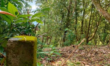 TANAH KEBUN DURIAN & MANGGIS DI PUPUAN BALI