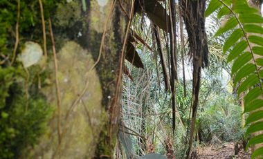TANAH KEBUN DURIAN & MANGGIS DI PUPUAN BALI