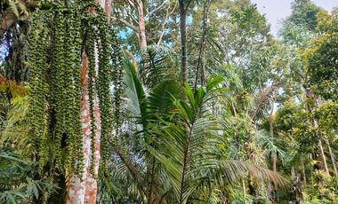 TANAH KEBUN DURIAN & MANGGIS DI PUPUAN BALI