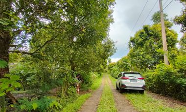 TANAH KEBUN DURIAN & MANGGIS DI PUPUAN BALI