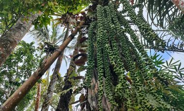 TANAH KEBUN DURIAN & MANGGIS DI PUPUAN BALI