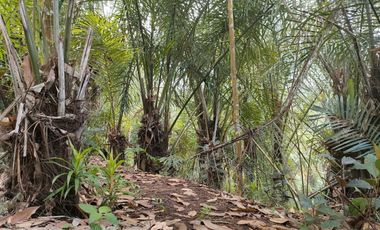 TANAH KEBUN DURIAN & MANGGIS DI PUPUAN BALI