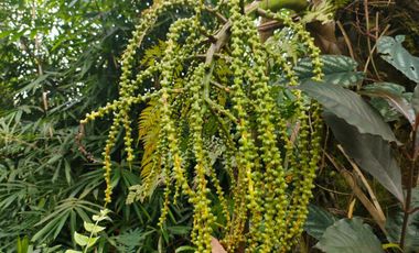 TANAH KEBUN DURIAN & MANGGIS DI PUPUAN BALI