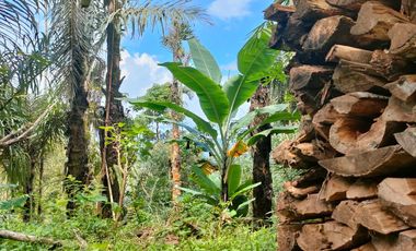 TANAH KEBUN DURIAN & MANGGIS DI PUPUAN BALI