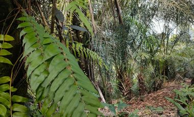 TANAH KEBUN DURIAN & MANGGIS DI PUPUAN BALI