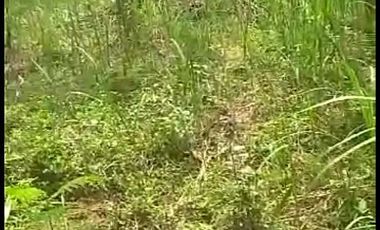 Tanah kebun Dijual di Lebak Cibadak Kota luas 2178 M2