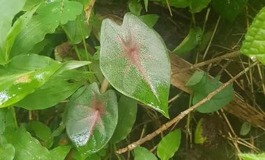 Tanah Dijual di Pandeglang Banten view penta pegunungan