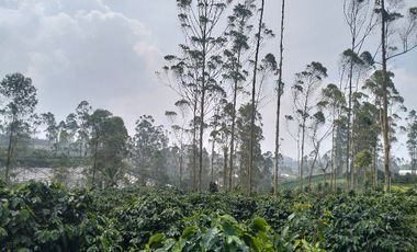 Tanah Cocok Buat Villa Dekat Situ Cileunca Pangalengan Bandung