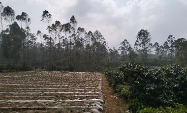 Tanah Cocok Buat Villa Dekat Situ Cileunca Pangalengan Bandung