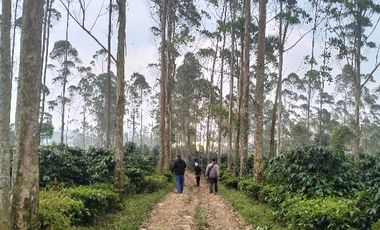 Tanah Cocok Buat Villa Dekat Situ Cileunca Pangalengan Bandung