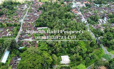 BUC Murah Disewakan Tanah Luas 30,70 Are View Kebun Kawasan Villa di Ubud