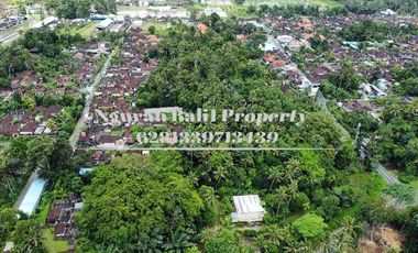 BUC Murah Disewakan Tanah Luas 30,70 Are View Kebun Kawasan Villa di Ubud