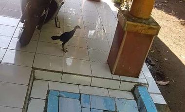 Rumah murah Di Pandeglang Banten Jl. desa Pasir jaksa luas 230 m2