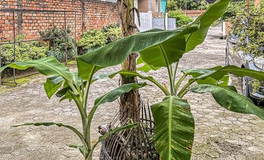 Dijual Rumah Palembang - Hunian Asri dengan Halaman Luas Tengah Kota