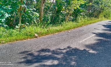 tanah murah,pinggir jalan propinsi.view istimewa