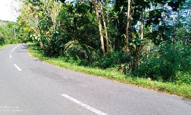 tanah murah,pinggir jalan propinsi.view istimewa