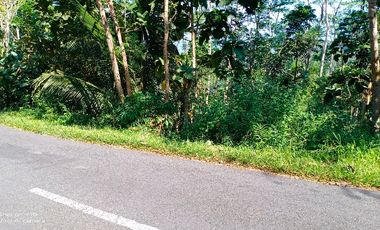 tanah murah,pinggir jalan propinsi.view istimewa