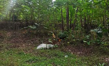 DIJUAL TANAH MURAH DI UBUD GIANYAR