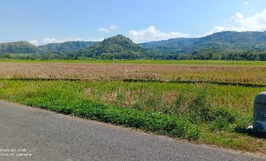 tanah murah,view sawah.bonus rumah siap huni