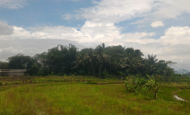 Jual Tanah Tegalan Pinggir Jalan Kranggan Temanggung 9600 m2