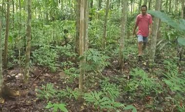 Tanah Dijual di warunggunung dekat pasar Sampay Sukaraja 2500 m2