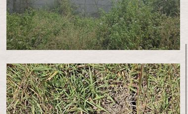 Raya mantup lamongan