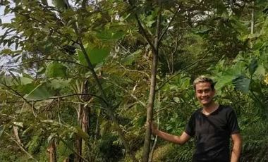 Tanah Kapling Perkebunan Durian di Jombang, Jawa Timur