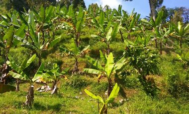 Tanah Kapling Perkebunan Durian di Jombang, Jawa Timur