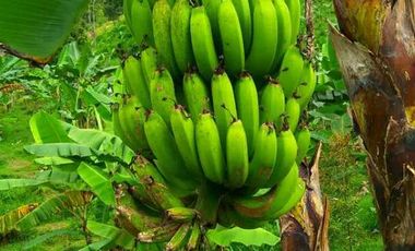 Tanah Kapling Perkebunan Durian di Jombang, Jawa Timur