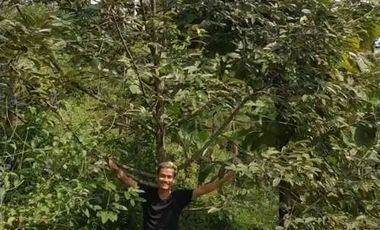 Tanah Kapling Perkebunan Durian di Jombang, Jawa Timur